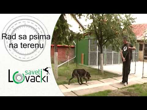 Rad sa psima na terenu - Lovački saveti