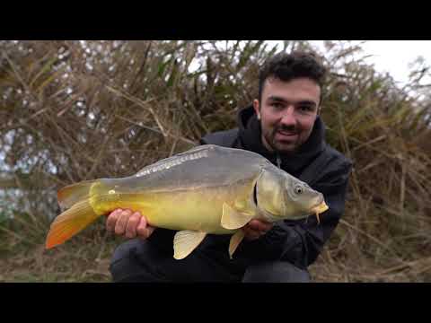 Karpfenangeln am Weiher / Der 3€ Futtermix 🤯