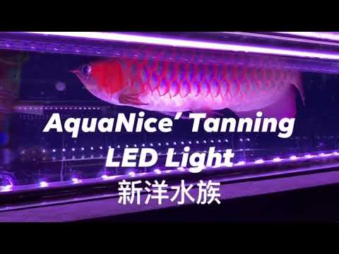 AROWANA TANNING LIGHT テンニング AROWANA TANNING LIGHT テンニング Amazon.com: Mayin Arowana Tanning