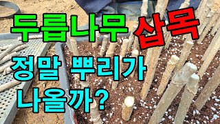 두릅나무로 삽목했어요 두릅나무삽목방법 두릅나무심는방법