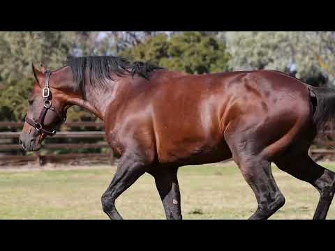 Always B Miki at Alabar in 2022