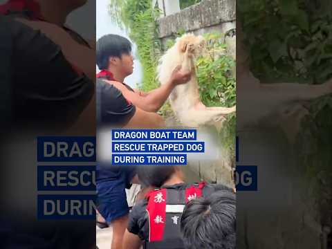 Dragon boat team rescues trapped dog during training