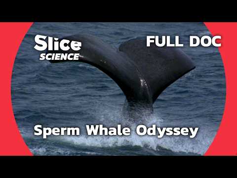 Sperm Whales: Survival in a Changing Ocean | SLICE SCIENCE | FULL DOC