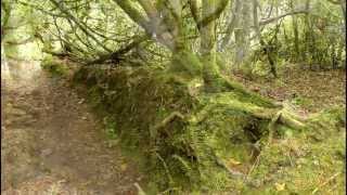 preview picture of video 'Knockomagh Wood Skibbereen County Cork Ireland'