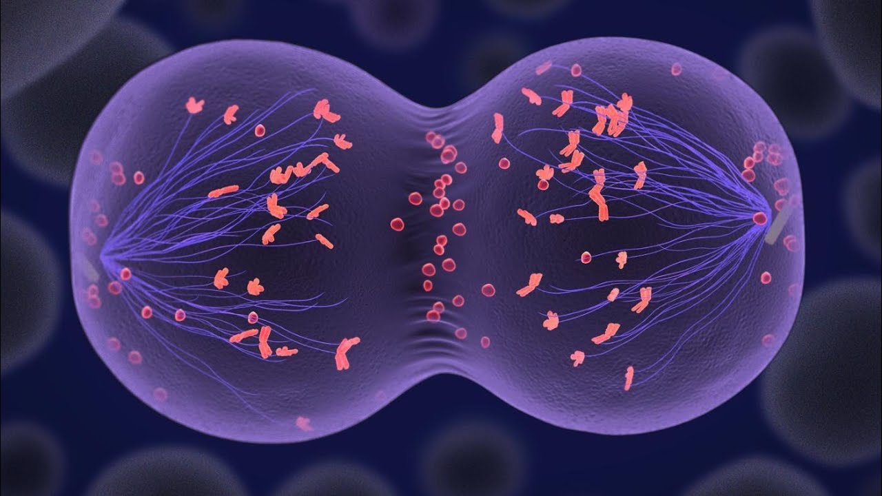 Mitose e Meiose e Ciclo celular - Aula completa e aprofundada