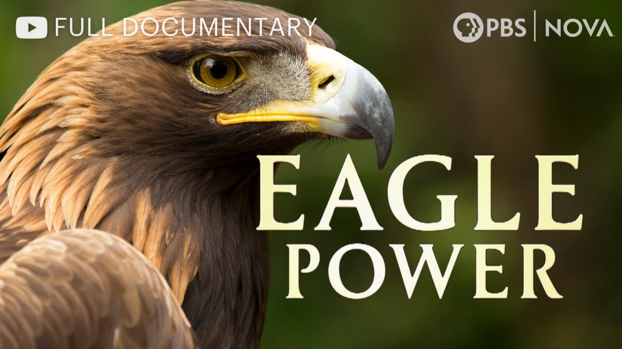 Eagle Power | Full Documentary | NOVA | PBS