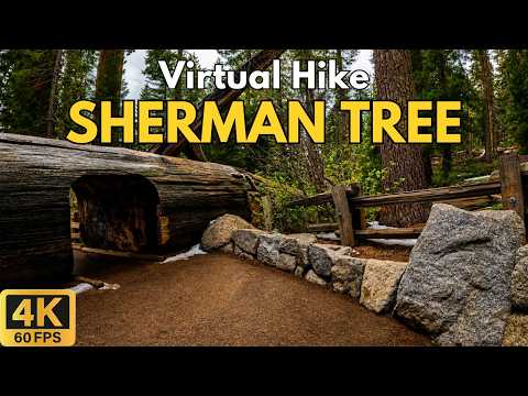 General Sherman Tree 4K POV Hike | World's Largest Tree | Sequoia National Park | Treadmill Walk