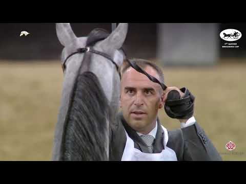 N 106 SAA'ID AL SHAQAB   1st Qatar Arabian Breeders Cup   Colts 2 Years Old Class 5