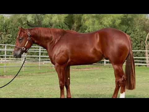 Ruff Out Whiz Hip# 1027