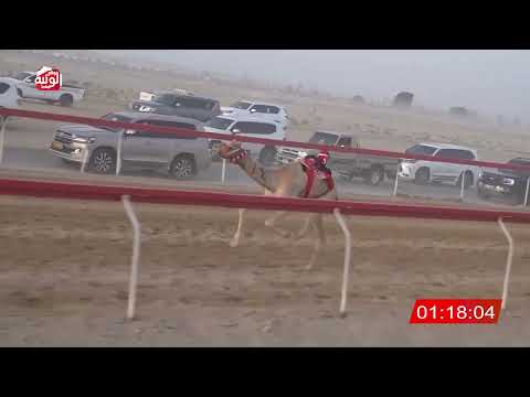  ش 4 (شاهين) لـ حمد بن مفتاح الكيبالي 2:14 ، شارة صندوق حلفه 2026/05/03 فطامين سويحان