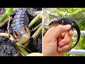 Red Eyed Crocodile Skink The Red Eyed DRAGON
