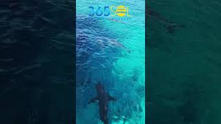 OMG Sharks spotting in Bimini Island so beautiful 2 : Virgin Voyages Valiant Lady Review