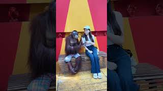 Download lagu CEWEK THAILAND INI INGIN BERFOTO DENGAN ORANGUTAN #shorts #lucu #orangutan #hewanlucu mp3
