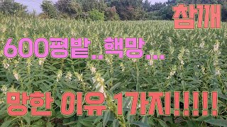 참깨농사 잘 짓는 법!!이 아니고 실패한 썰.......참깨 역병, 집중호우 무섭네요..