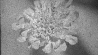 Max Richter: Constellation 2 - Experiments in Caffenol Reversal with long expired Kodak 7241