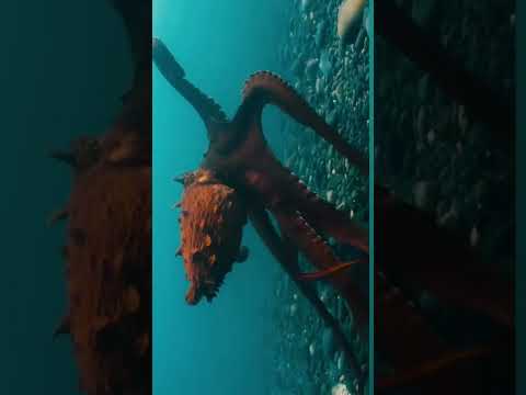Watch How Hunting Octopus  Underwater (Amazing Video)