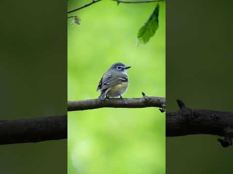 Sigma 150-600: The Ultimate Wildlife Photography Experience