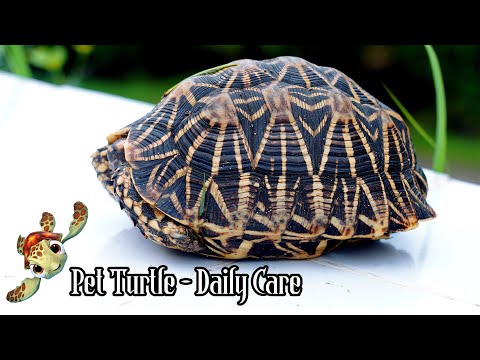 The Ultimate Guide to Caring for Your Pet Turtle - Daily Care Tips You Need to Know! | Cute Turtle