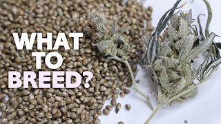 How to Choose What Strains to Cross? Top 5 Features to Look for When Breeding Cannabis