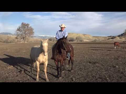 How to Teach an Untouched Colt a Lesson in Release