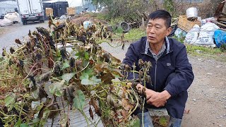 쌀자루에 고구마 15포기 심은것 오늘 수확해 보겠습니다.