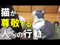 猫が尊敬している人だけにする行動のYouTubeサムネイル