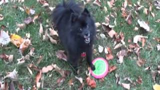 preview picture of video 'Frisbee Fever (the movie) starring Atlas the Pomeranian, by Bruce Andrew Peters'