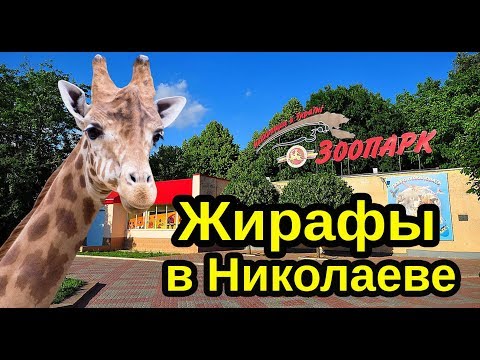 Жираф в Николаеве, в Николаевский зоопарк привезли жирафов. Зоопарк Николаев 2019