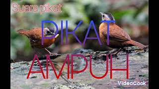 Download lagu Suara pikat Pelanduk Topi Hitam.Pelanduk Semak mp3