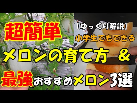 洋梨メロン、ペピーノ 植物