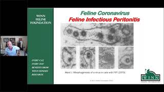 PURRsuing FIP and WINNing: What we know today