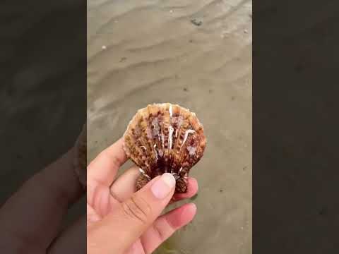 ¡El perro fue a buscar mariscos con su dueña y tuvo una increíble aventura! 🤣🐶🌊 #shorts #funny