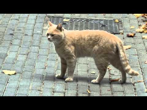 wycieczka górników z KWK Pokój Ruda Śląska do Włoch;hotel Conti