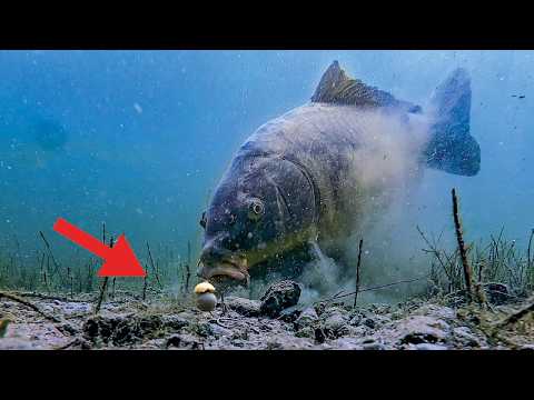 Damit fängst du mehr Karpfen 🤯 Livebiss