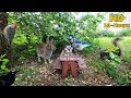 10 Hour Dog Cat TV Bunnies Squirrels Birds Chase Each Other Around The Honeysuckles