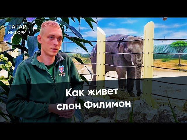 Его ждали 30 лет. Как слон Филимон обжился в Казанском зоопарке?