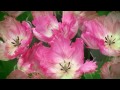 Весенняя мелодия тюльпанов. 