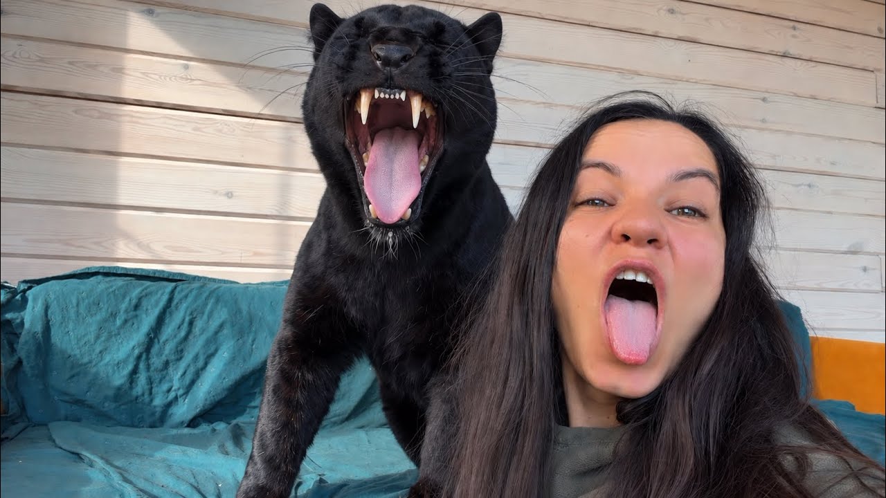 Sleepy panther Luna and Venza / Who should wake whom up in the morning? 🤔 (ENG SUB)