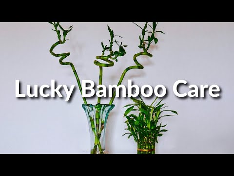 Lucky Bamboo Care Tips
