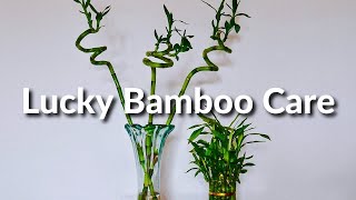 A Houseplant That Grows In Water: Lucky Bamboo Care Tips