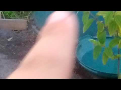 New garden update + first look at new yard !!!☺☺☺must see!!!☺😊😀