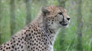 preview picture of video 'Cheetahs at Ree Park Djursland Denmark July 2013'