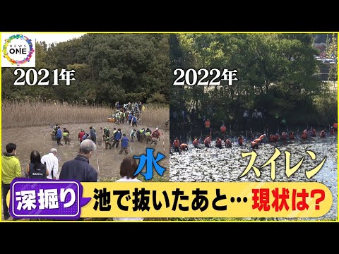 あなたの池の水は緑色ですか?こうやってきれいな水を確保します トピックス