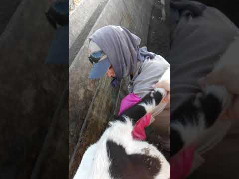 Insiminacion tambo san miguel san luis