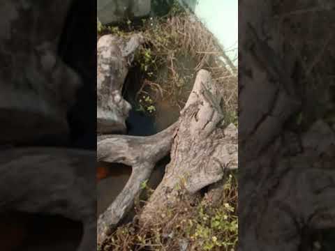 Water Flooding & Palm Trees 10.22.2021