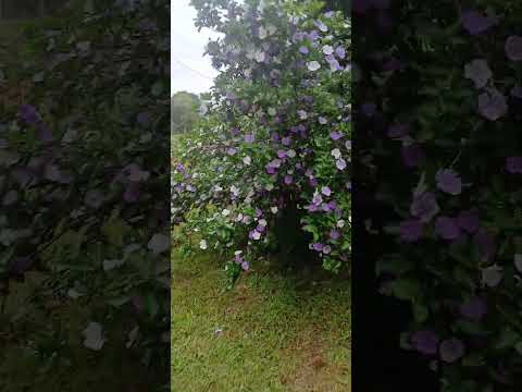 nublado párese que va a llover de nuevo y esta linda mi primavera hermosa #itacaruare #misiones 👍🔔
