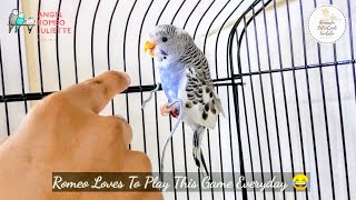 Gaming With Parakeet | Introducing  Gamer Romeo Parakeet | Angel Romeo Juliet Series | Parakeet Fun|