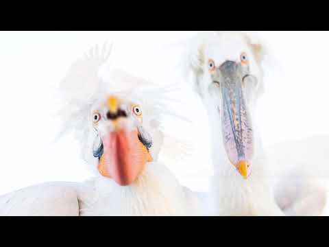 The great show: Dalmatian pelicans at the Lake Kerkini (Großes Kino am Lake Kerkini)