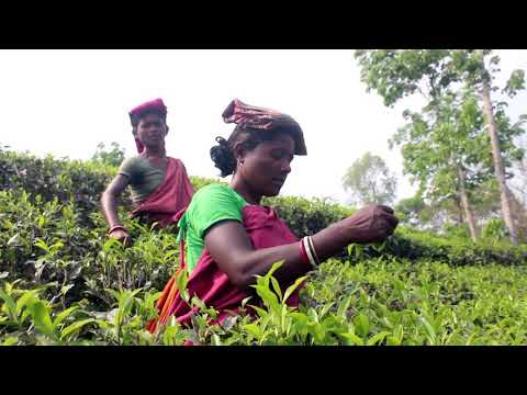 মৌলভীবাজারের ভিডিও