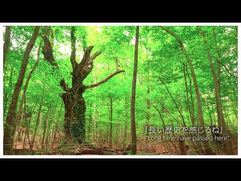 【藤里町】白神山地